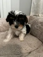 Chipi , a male Yorkshire Terrier for sale in Harriman, TN – 1 of 6