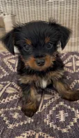 Lei, a female Yorkshire Terrier for sale in Harriman, TN – 5 of 5