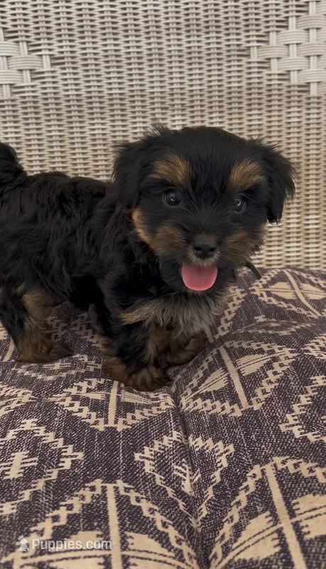 Bird – Yorkshire Terrier puppy for sale in Harriman, TN
