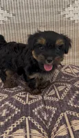 Bird, a male Yorkshire Terrier for sale in Harriman, TN – 1 of 5