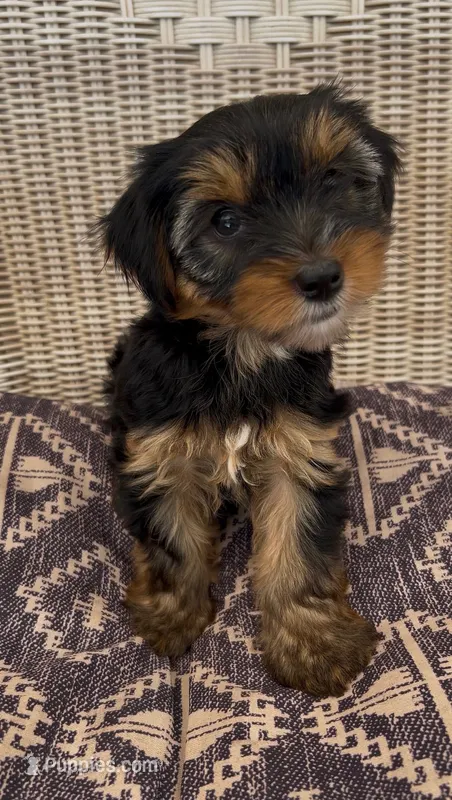 Rae – Yorkshire Terrier puppy for sale in Harriman, TN