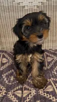 Rae, a female Yorkshire Terrier for sale in Harriman, TN – 1 of 7