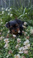 Pea, a female Yorkshire Terrier for sale in Harriman, TN – 3 of 7