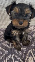 Kai, a male Yorkshire Terrier for sale in Harriman, TN – 4 of 4