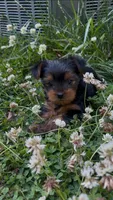 Bean, a female Yorkshire Terrier for sale in Harriman, TN – 3 of 6