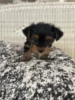 Pea, a female Yorkshire Terrier for sale in Harriman, TN – 5 of 7