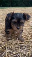 Pea, a female Yorkshire Terrier for sale in Harriman, TN – 1 of 5