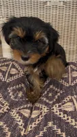 Rae, a female Yorkshire Terrier for sale in Harriman, TN – 4 of 7