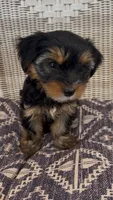 Rae, a female Yorkshire Terrier for sale in Harriman, TN – 6 of 7