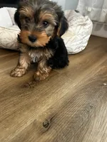 Beano , a male Yorkshire Terrier for sale in Harriman, TN – 4 of 4