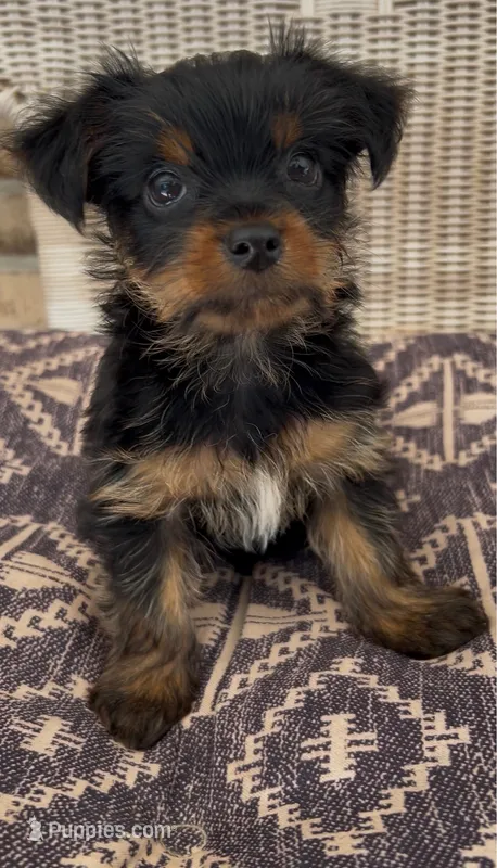 Lei – Yorkshire Terrier puppy for sale in Harriman, TN
