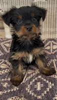 Lei, a female Yorkshire Terrier for sale in Harriman, TN – 1 of 5