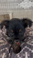 Bay, a female Yorkshire Terrier for sale in Harriman, TN – 4 of 5