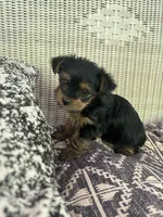Pea, a female Yorkshire Terrier for sale in Harriman, TN – 7 of 7