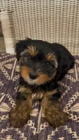 Rae, a female Yorkshire Terrier for sale in Harriman, TN – 5 of 7