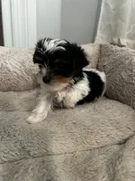 Chipi , a male Yorkshire Terrier for sale in Harriman, TN – 3 of 6