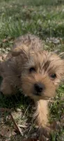 Sage, a male Yorkshire Terrier for sale in Harriman, TN – Photo 5 of 6