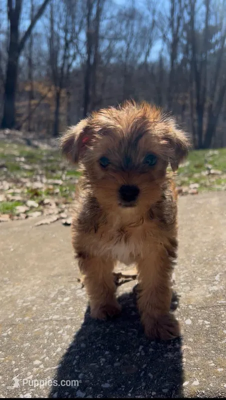 Sage – Yorkshire Terrier puppy for sale in Harriman, TN
