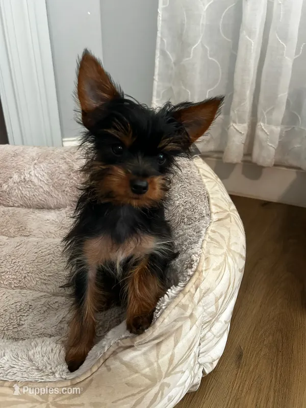 Lei – Yorkshire Terrier puppy for sale in Harriman, TN