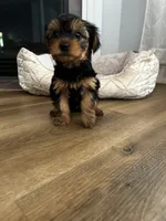 Pica, a male Yorkshire Terrier for sale in Harriman, TN – 2 of 6
