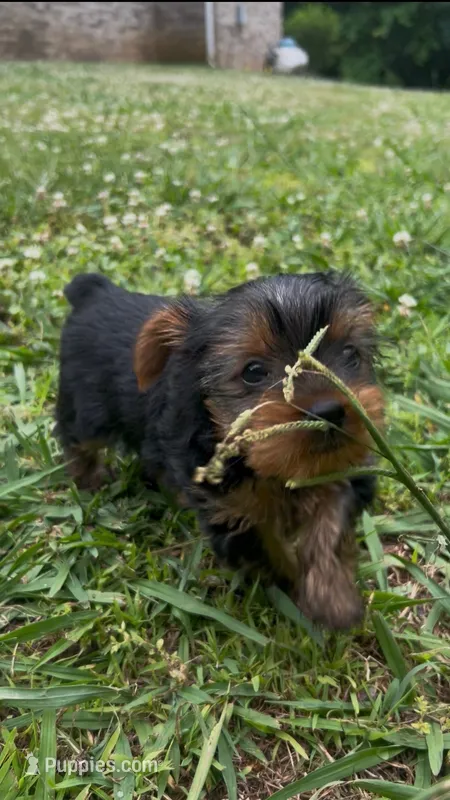 Bean – Yorkshire Terrier puppy for sale in Harriman, TN