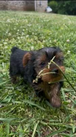 Bean, a female Yorkshire Terrier for sale in Harriman, TN – 1 of 5