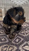 Kai, a male Yorkshire Terrier for sale in Harriman, TN – 3 of 4