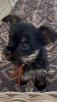 Bay, a female Yorkshire Terrier for sale in Harriman, TN – 5 of 5