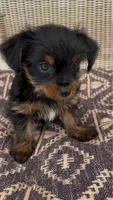 Lei, a female Yorkshire Terrier for sale in Harriman, TN – 2 of 5
