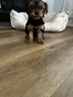 Pica, a male Yorkshire Terrier for sale in Harriman, TN – 3 of 6