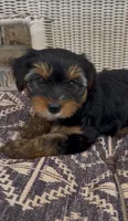 Rae, a female Yorkshire Terrier for sale in Harriman, TN – 7 of 7