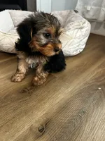 Beano , a male Yorkshire Terrier for sale in Harriman, TN – 2 of 4