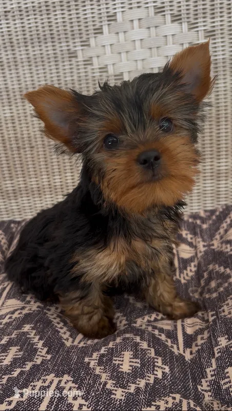Bean – Yorkshire Terrier puppy for sale in Harriman, TN