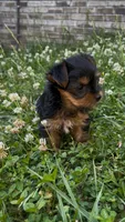 Pea, a female Yorkshire Terrier for sale in Harriman, TN – 2 of 7