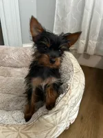 Lei, a female Yorkshire Terrier for sale in Harriman, TN – 3 of 7
