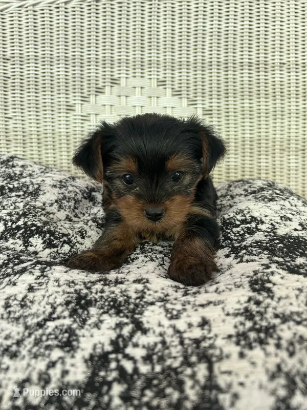 Bean – Yorkshire Terrier puppy for sale in Harriman, TN