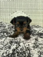 Bean, a female Yorkshire Terrier for sale in Harriman, TN – 2 of 6