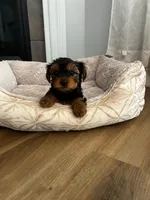 Pica, a male Yorkshire Terrier for sale in Harriman, TN – 4 of 6