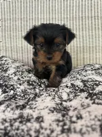 Pea, a female Yorkshire Terrier for sale in Harriman, TN – 6 of 7