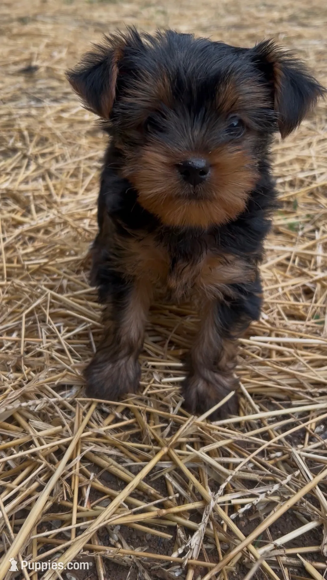 Bean, a female Yorkshire Terrier for sale in Harriman, TN – 2 of 5