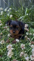 Pea, a female Yorkshire Terrier for sale in Harriman, TN – 4 of 7