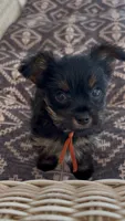 Bay, a female Yorkshire Terrier for sale in Harriman, TN – 2 of 5
