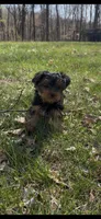 Rosemary , a female Yorkshire Terrier for sale in Harriman, TN – Photo 5 of 7