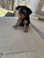 Rosemary , a female Yorkshire Terrier for sale in Harriman, TN – Photo 3 of 7