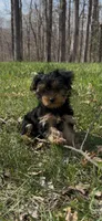Rosemary , a female Yorkshire Terrier for sale in Harriman, TN – Photo 7 of 7