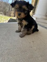 Rosemary , a female Yorkshire Terrier for sale in Harriman, TN – Photo 2 of 7