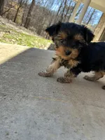 Rosemary , a female Yorkshire Terrier for sale in Harriman, TN – Photo 4 of 7
