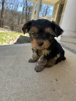 Rosemary , a female Yorkshire Terrier for sale in Harriman, TN – Photo 1 of 7