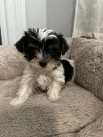 Chipi , a male Yorkshire Terrier for sale in Harriman, TN – 5 of 6
