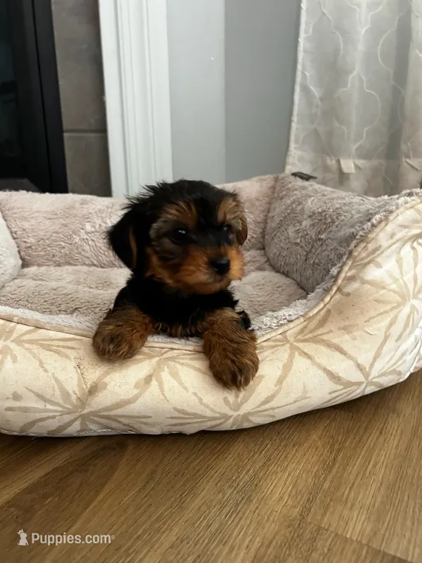 Pica – Yorkshire Terrier puppy for sale in Harriman, TN